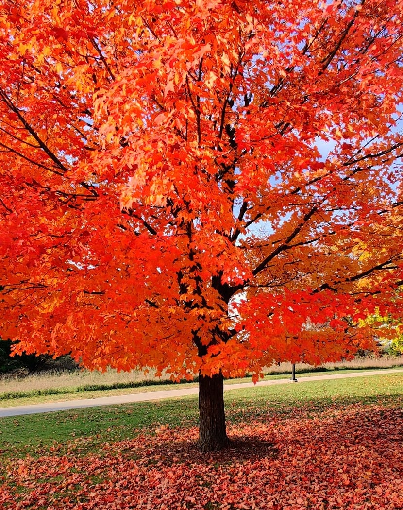 Stony Creek Metropark Nature Center 1