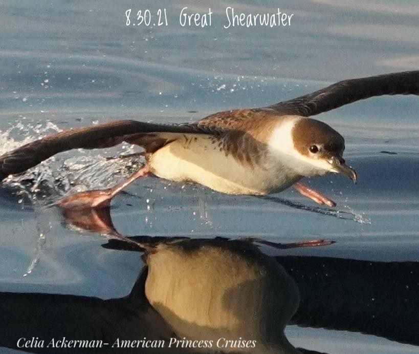24-hour Summer Offshore Pelagic Bird & Marine Wildlife Trip