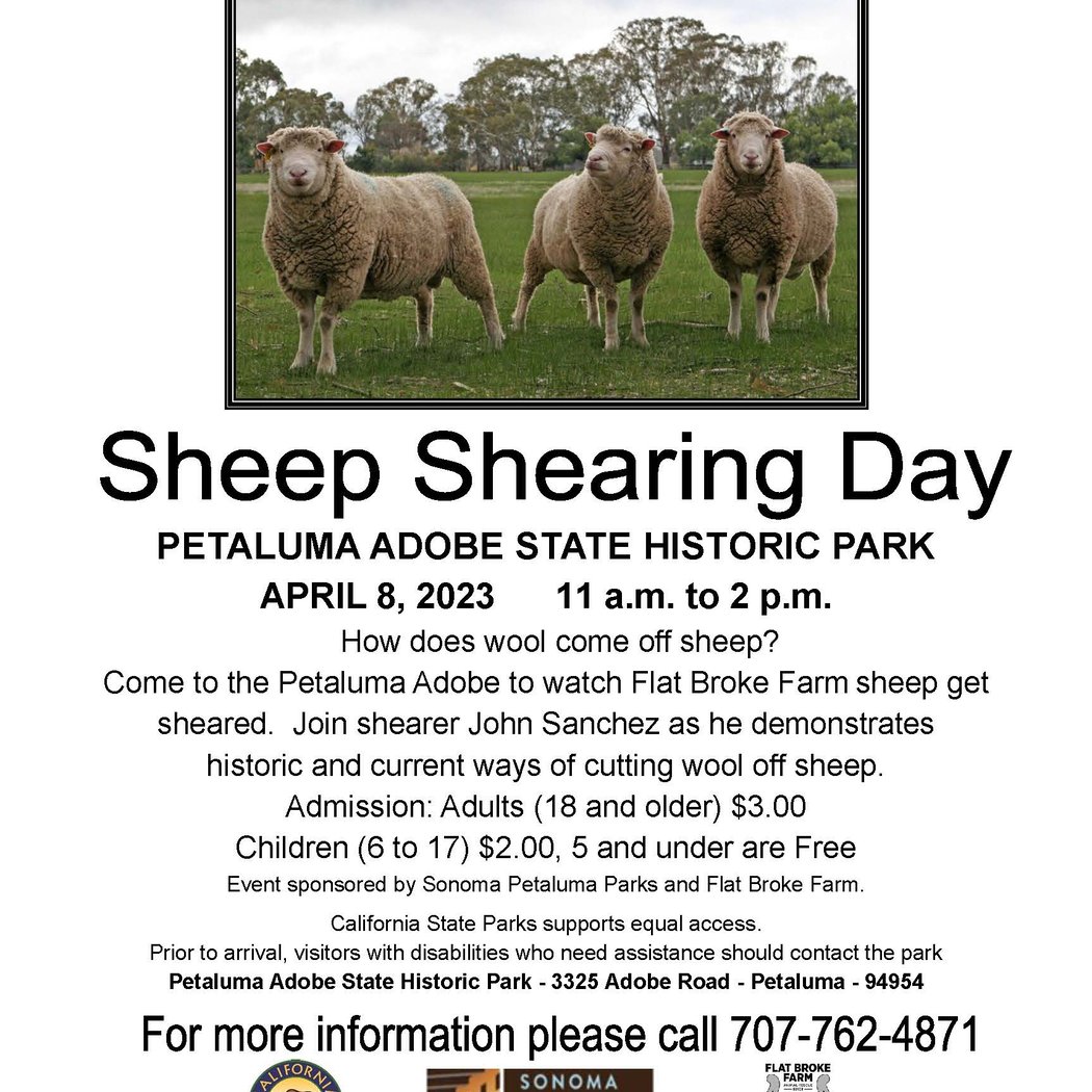 Sheep Shearing Day 2023 1