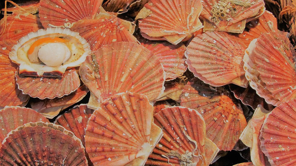 Les dégustations gratuites de coquilles Saint-Jacques de Normandie 1