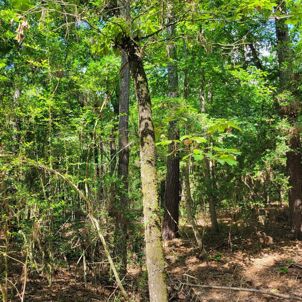 George Mitchell Nature Preserve 3