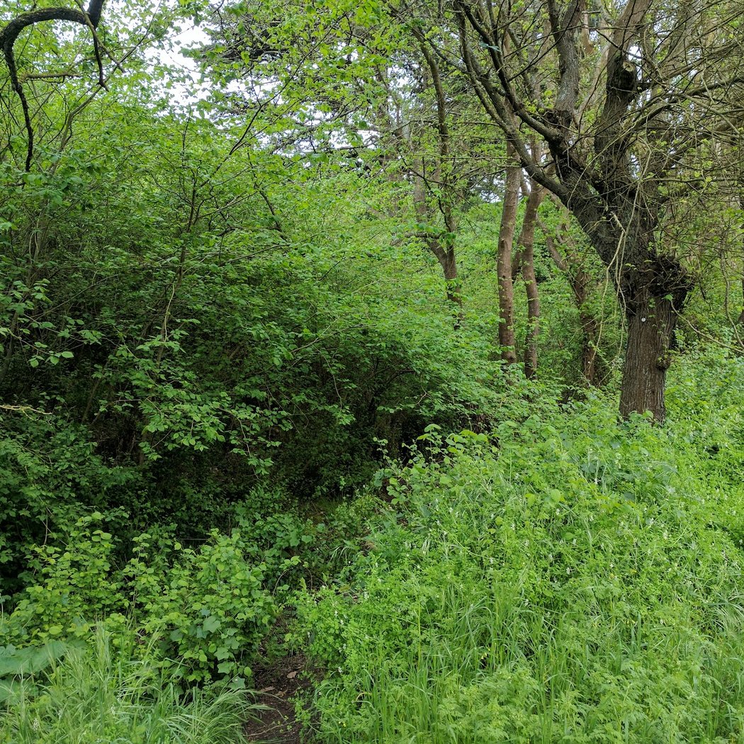 White Crane Springs 2