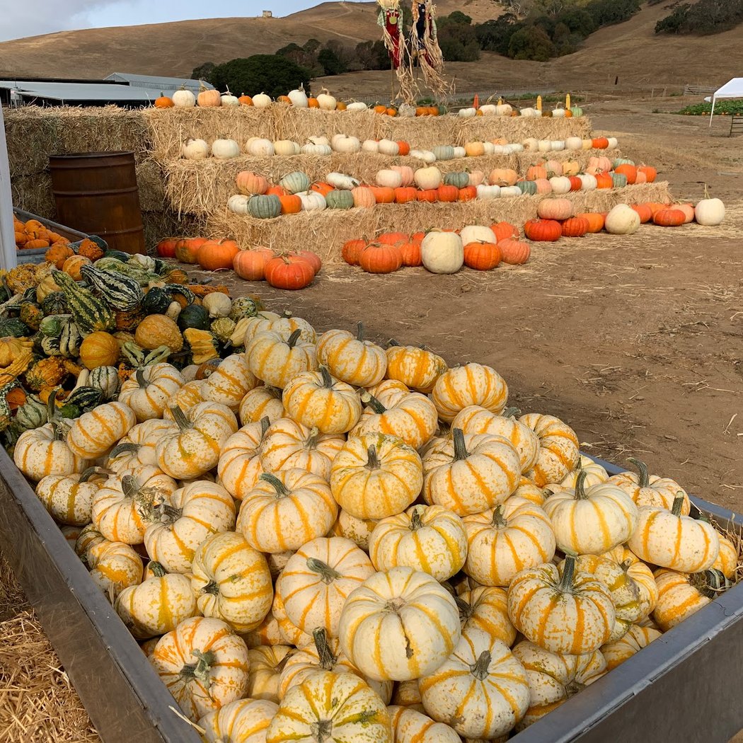 Grossi Family Farm Pumpkin Patch 3