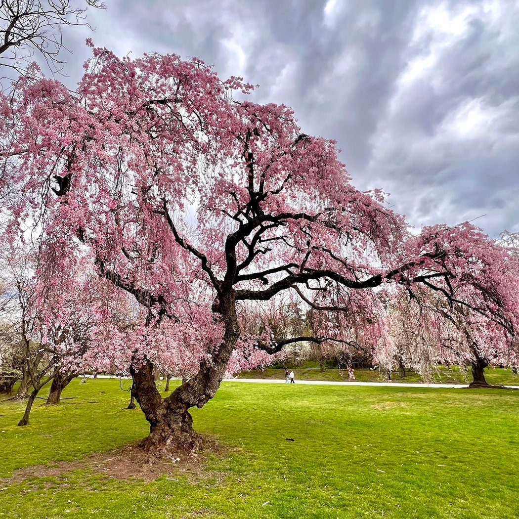 Cherry Blossom Welcome Center 1