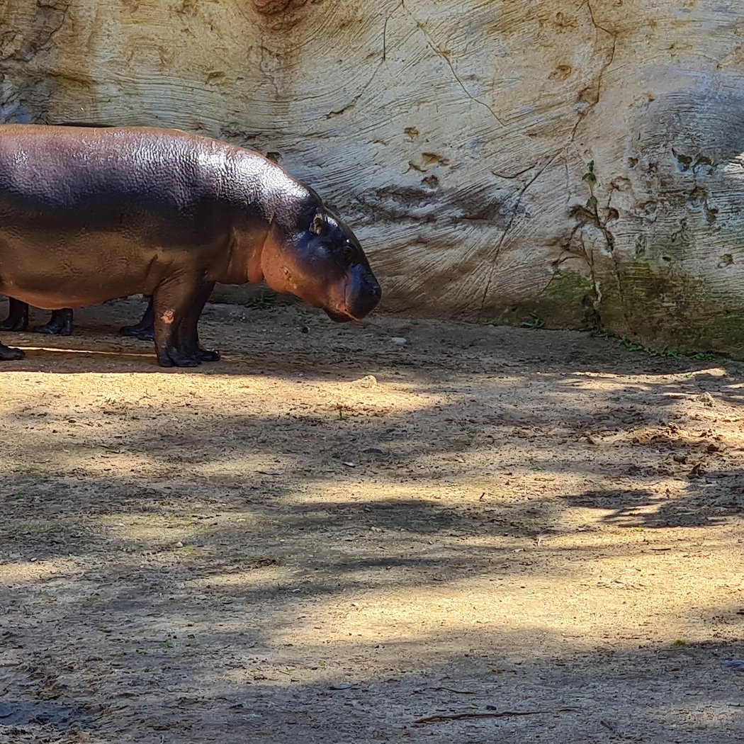 Zoo de Lagos 3