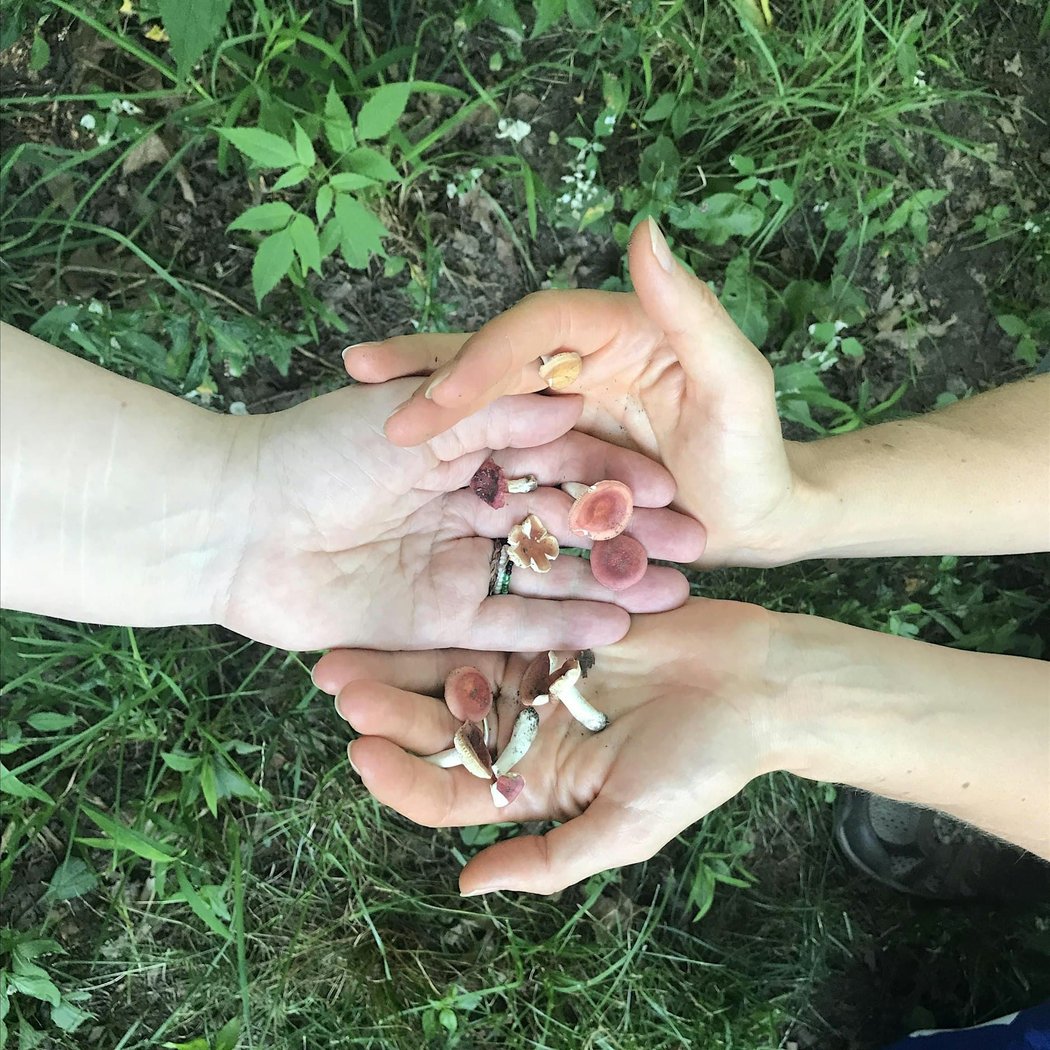 Wild & Curious Mushroom Walk 3