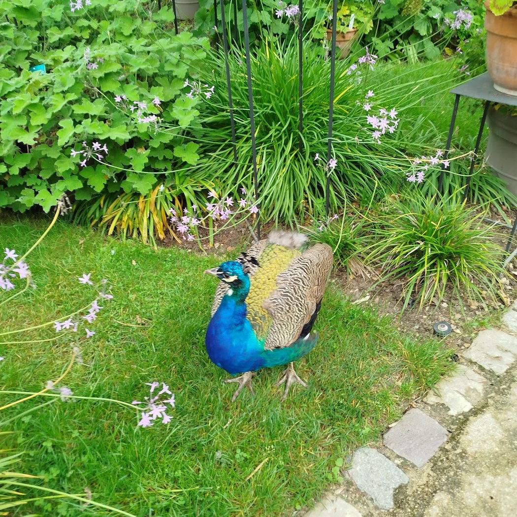 Les oiseaux du lac de Saint Mandé 2