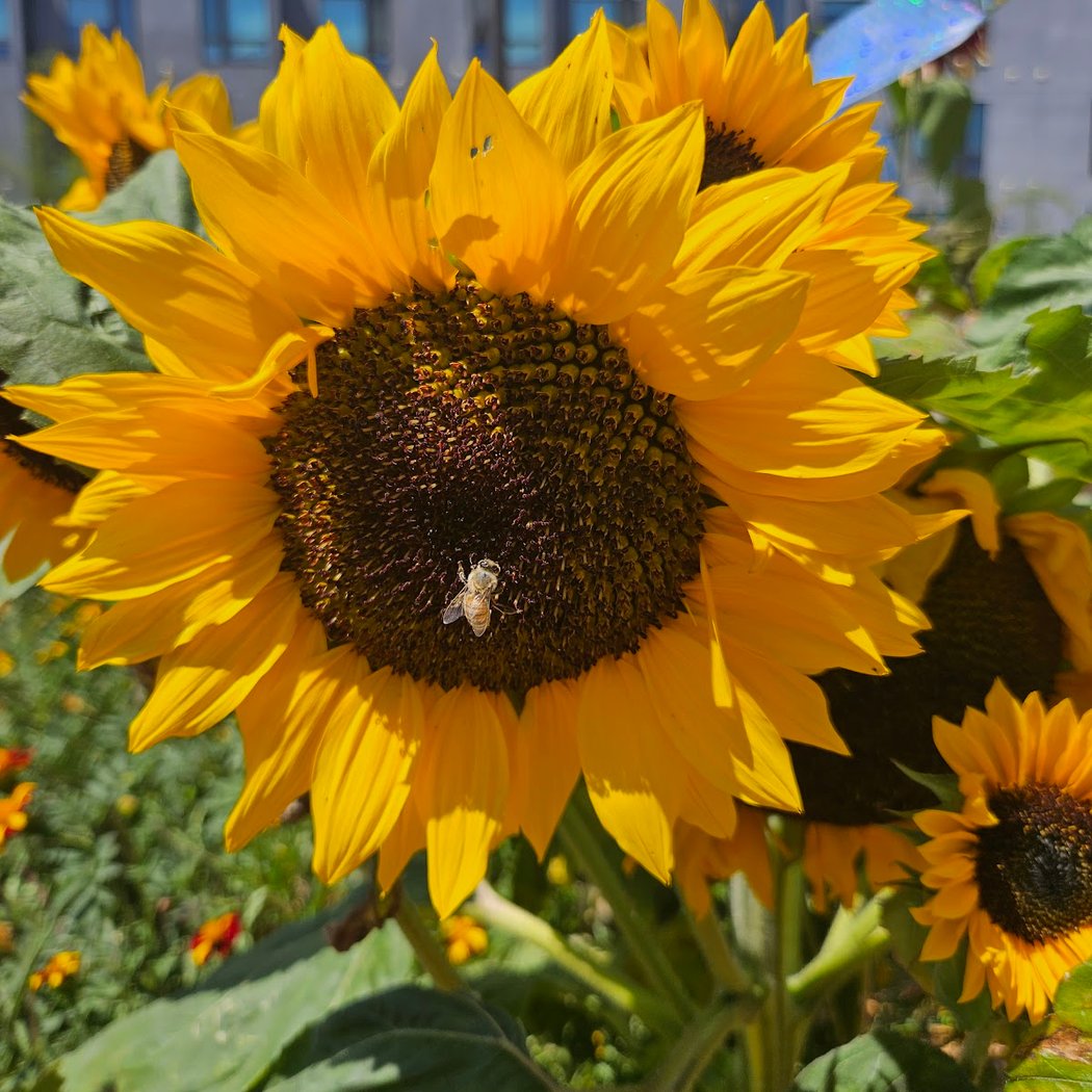 Community Farm Day
