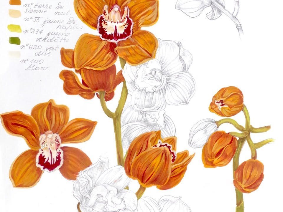 Workshop Ilustração Botânica 3