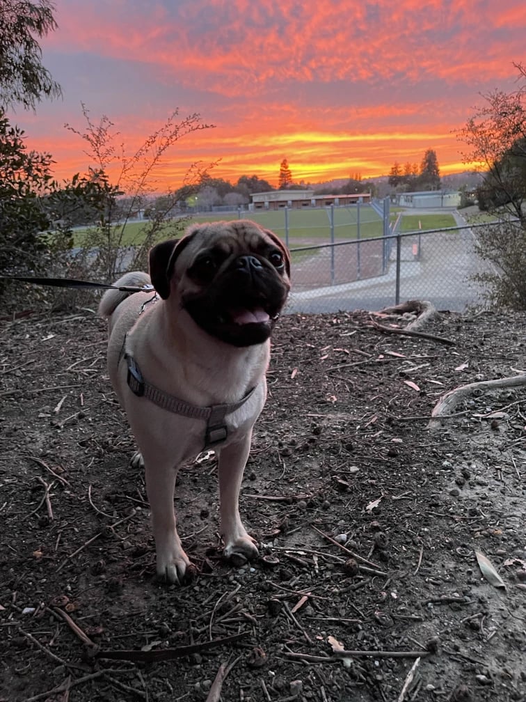 Earl Warren Dog Park 3