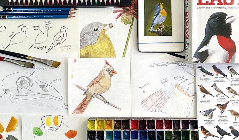 Bird Science and Watercolor Lesson 1