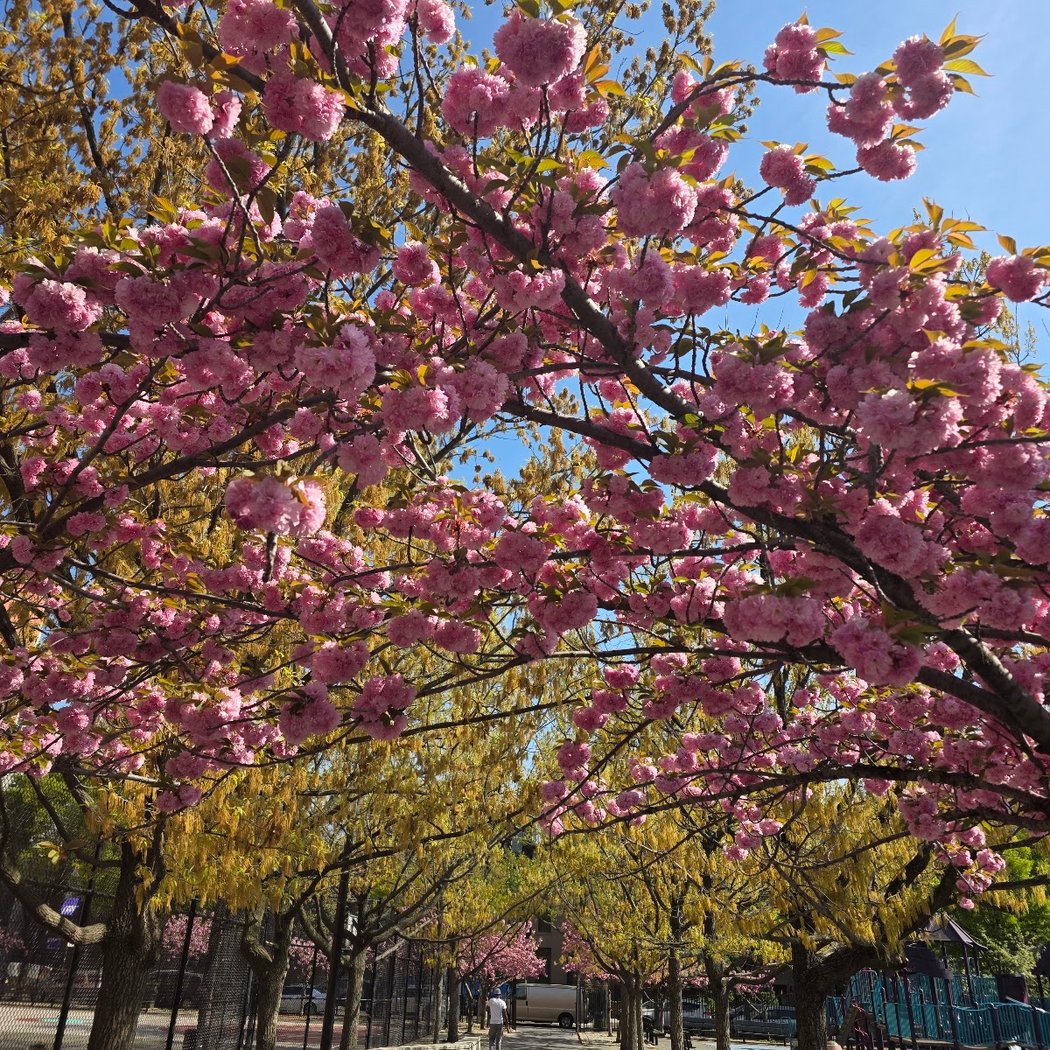 Boerum Park 1