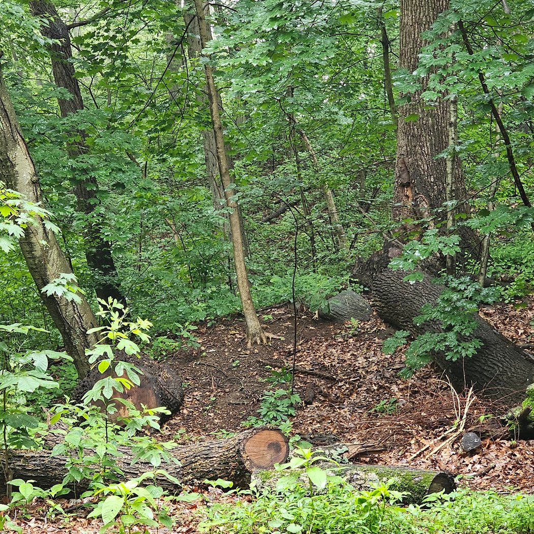 Forest Park Hiking Trails 3