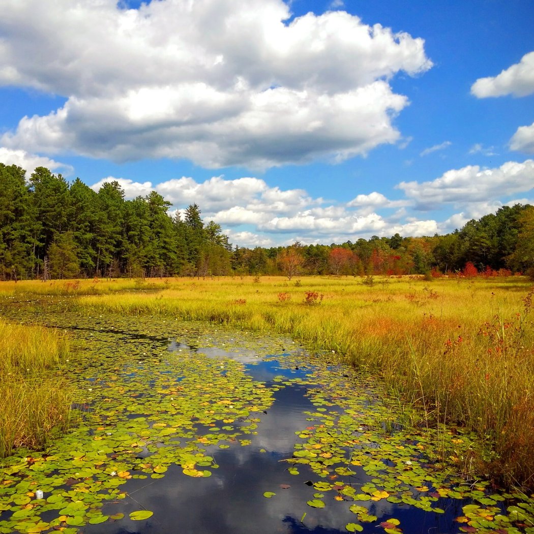 Pine Barrens Discovery Tour 2