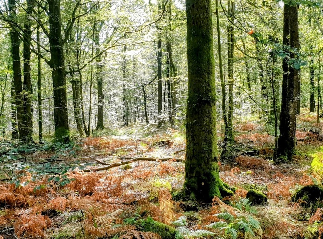 Andaine Forest 2