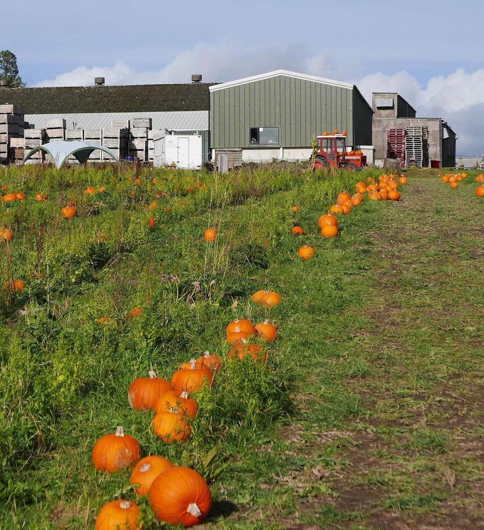 Loddington Pumpkin Patch 3