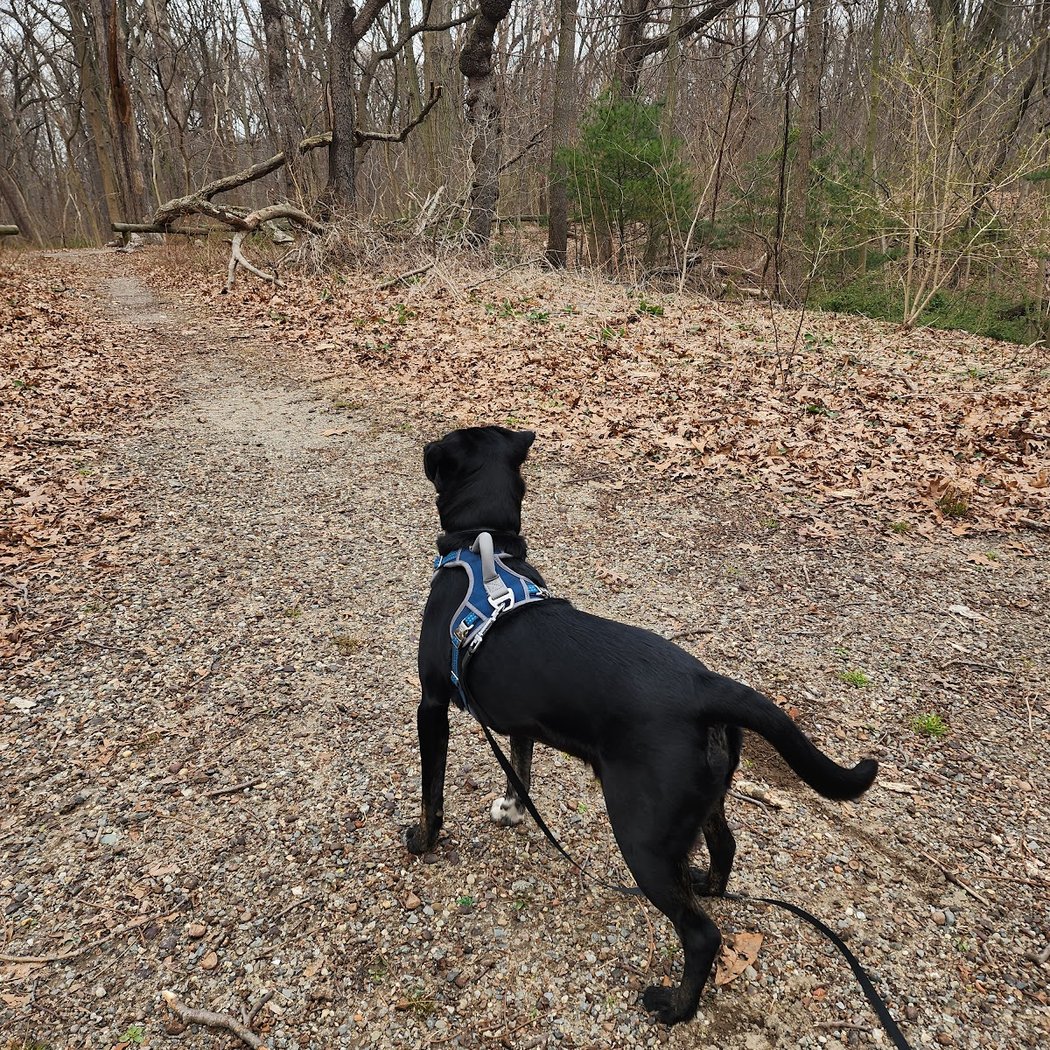 Forest Park forest trails 3