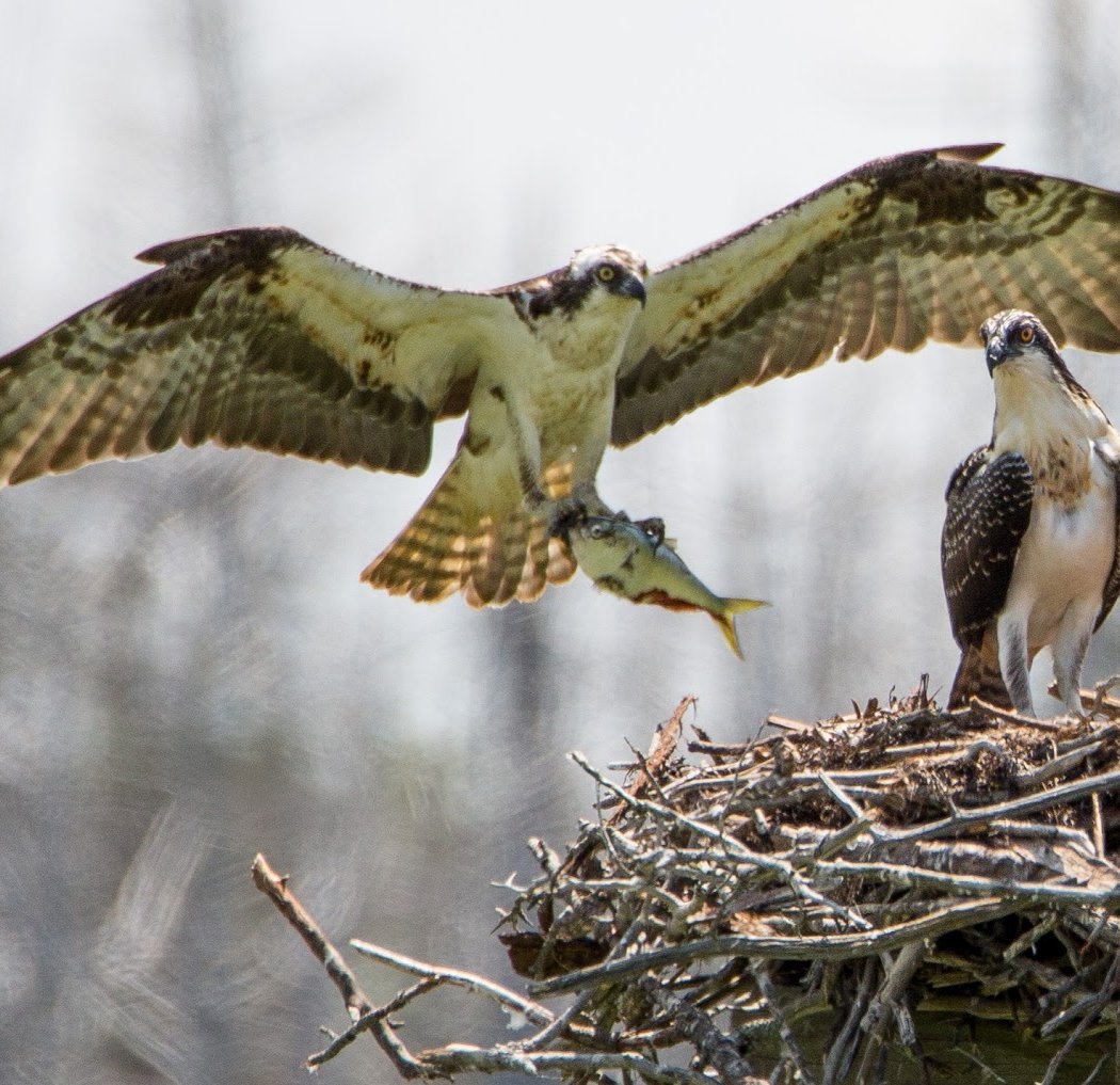 Cattus Island County Park 3