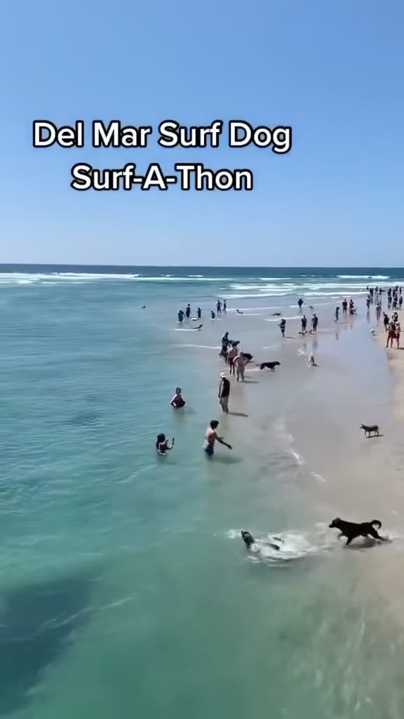 Surf Dog-A-Thon 1