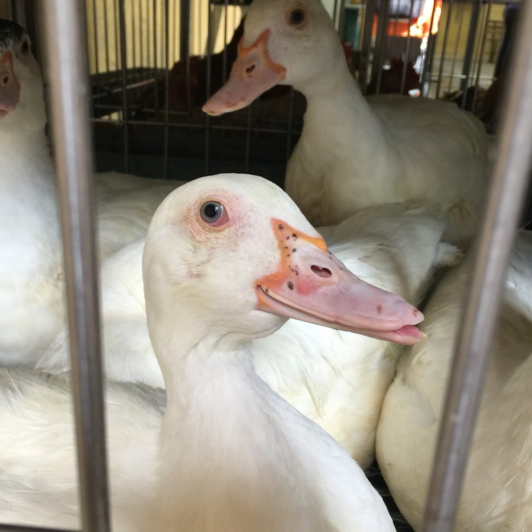 Corona Live Poultry Market, Inc. 1
