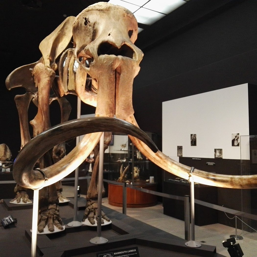 Monaco Museum of Prehistoric Anthropology 1