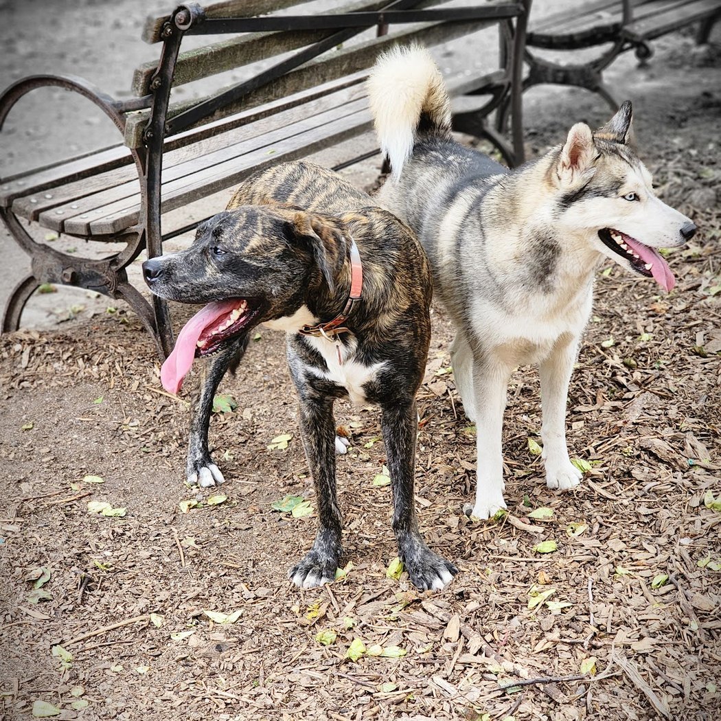 Cobble Hill Dog Park 1