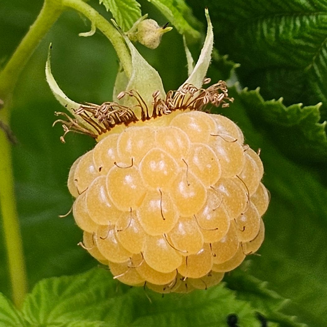Les Jardins de l'humanité, jardin-ferme pédagogique 1