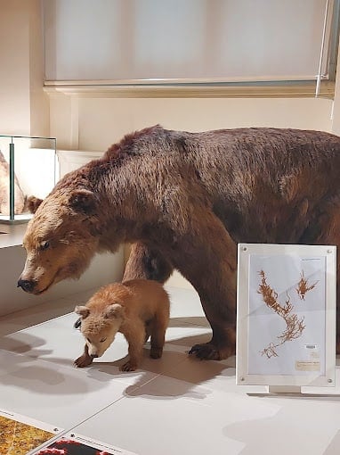 Natural History Museum of Marseille 2