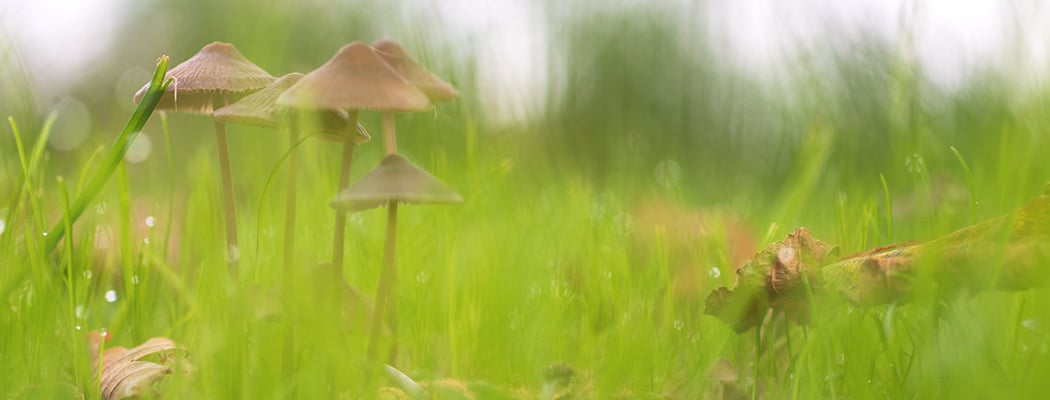 Herfst in het veld 2