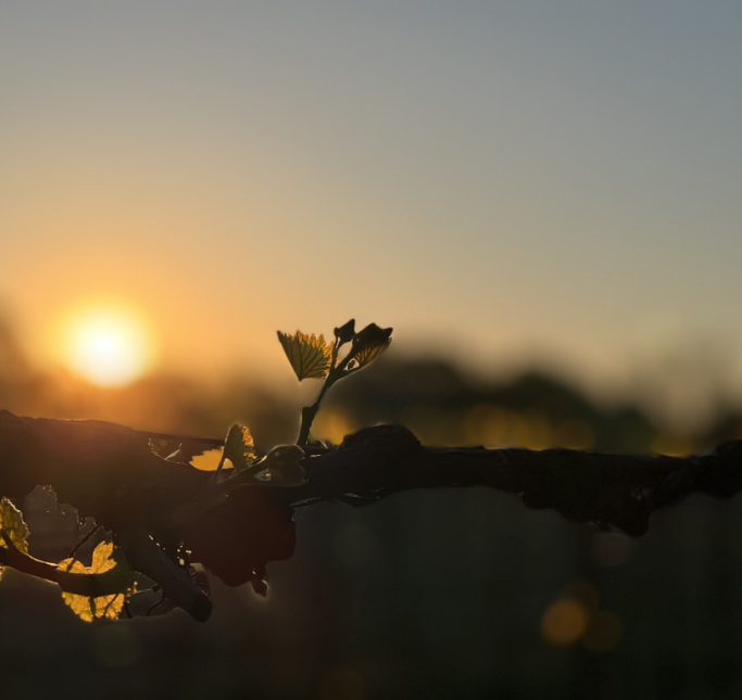 Franklin Hill Vineyards 2