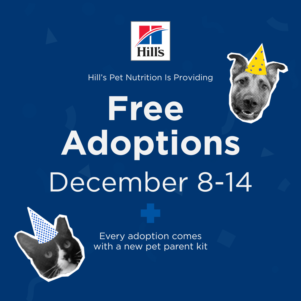 Hill's Sweet 16 - Adoption Fees Waived 1