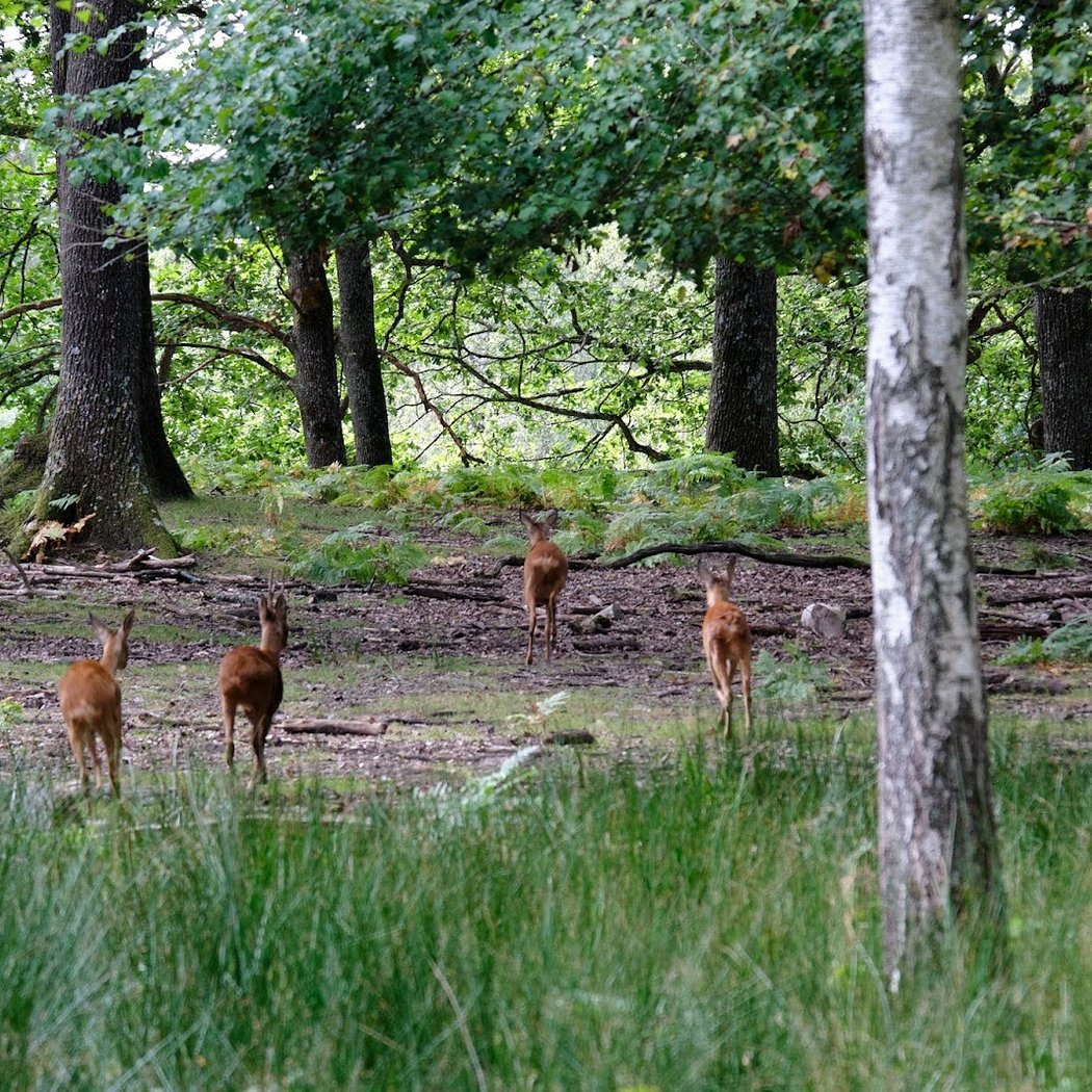 Forêt Sauvage 2