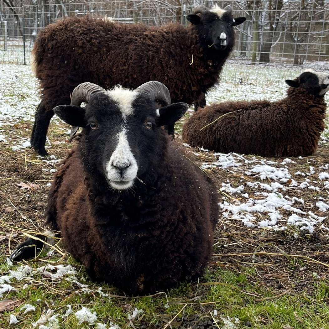 Meet Our Animals: Silky Soft Jacobs Ewes 1