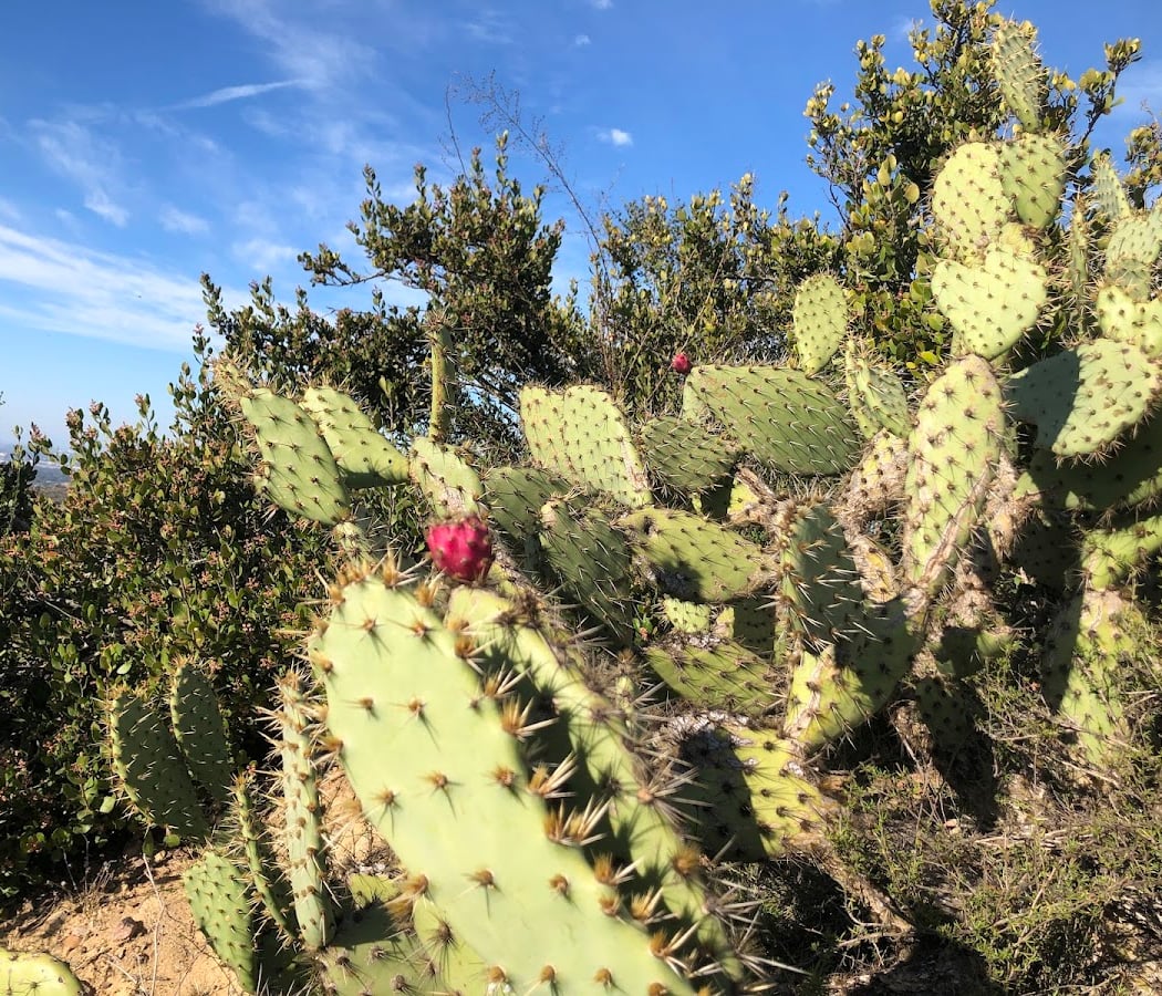 Explorers Hike: Serrano Ridge 4