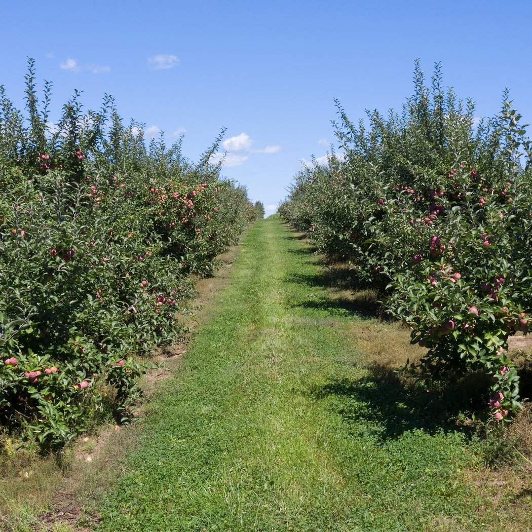 Apple Ridge Orchards 2