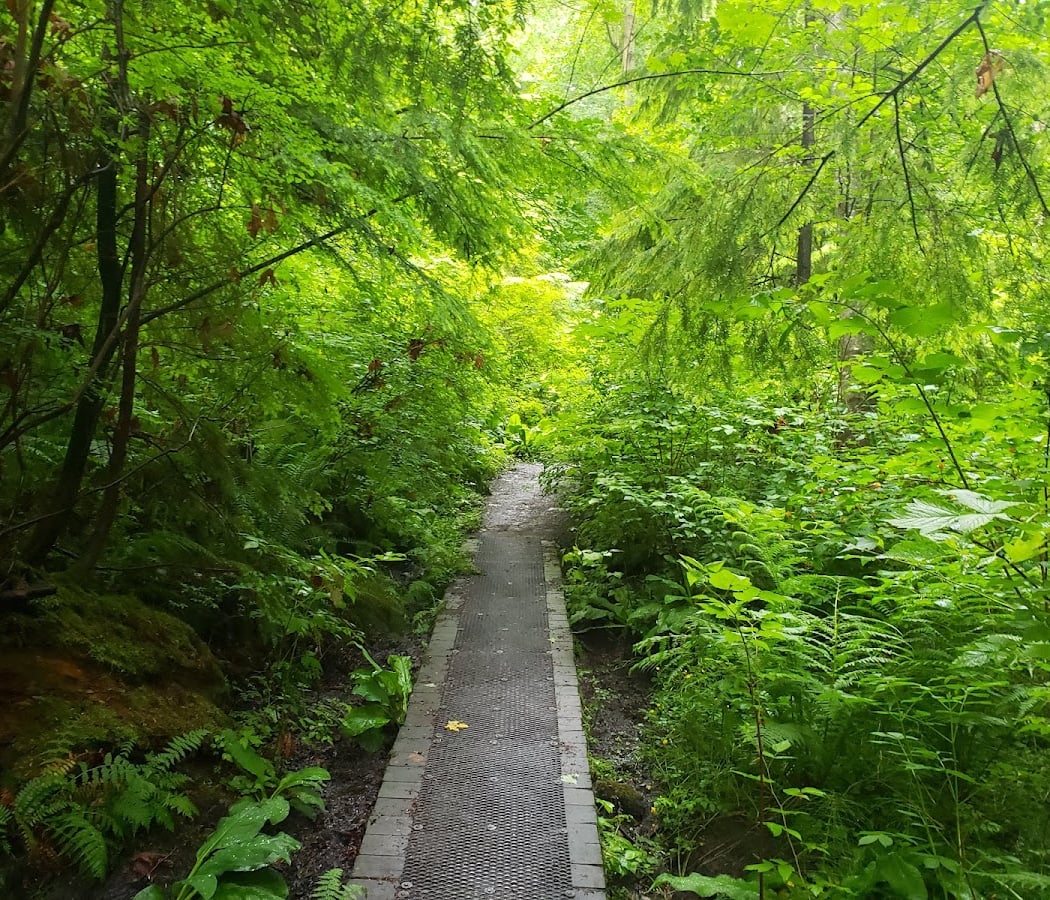 Restoration work party at Schmitz Preserve Park 1