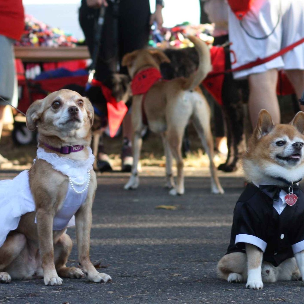Spooky Paws Pet Parade 2