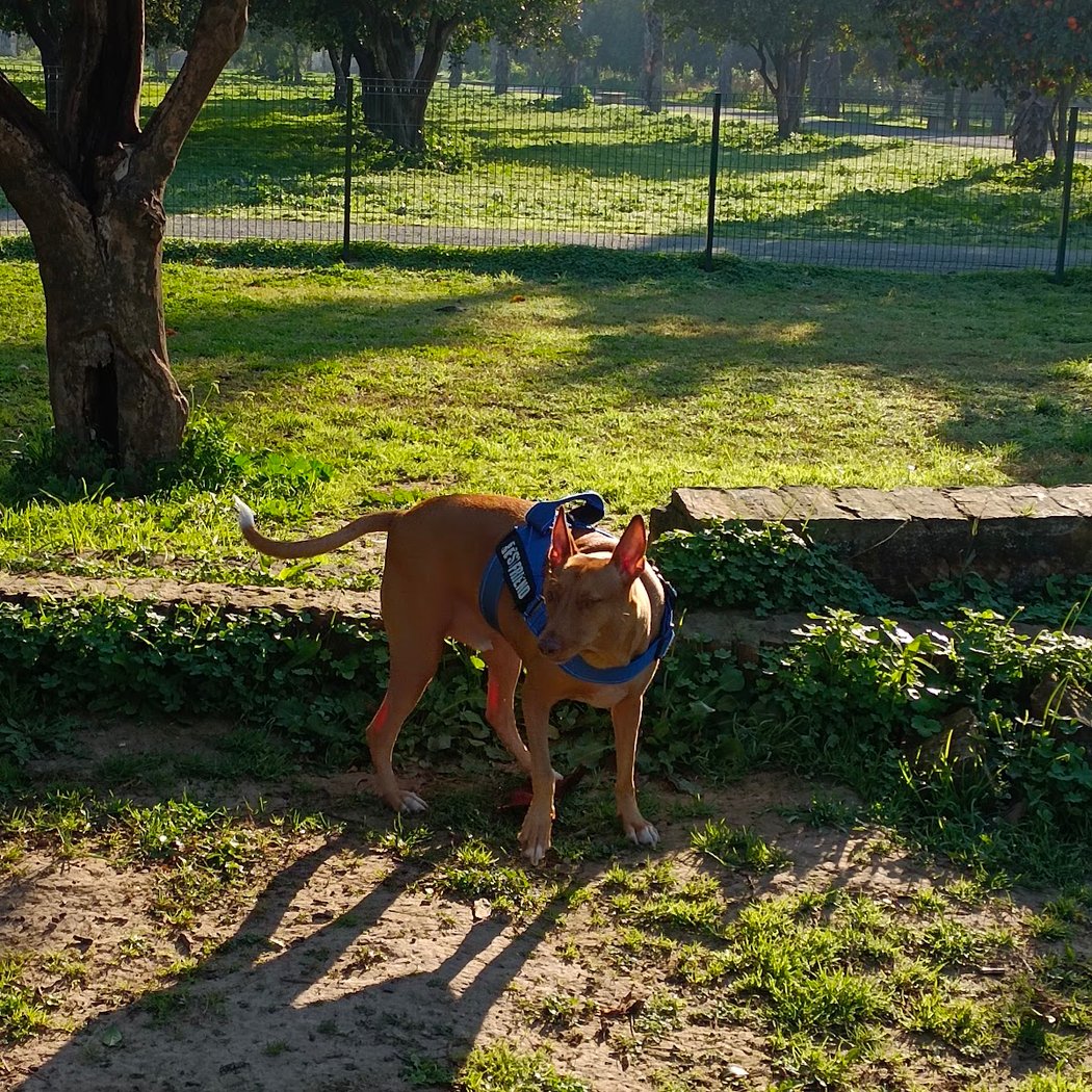 canino Alamillo Park 1