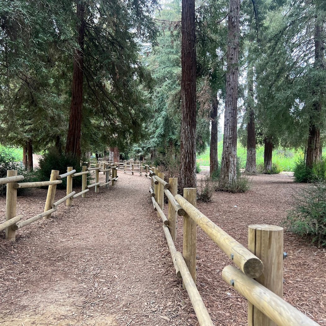 Redwood Grove 1