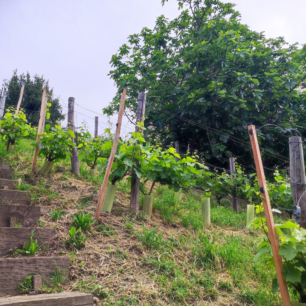 vignes Garden 4