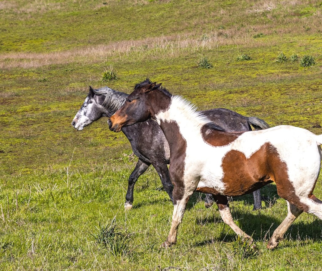 Horse Hill Preserve 3