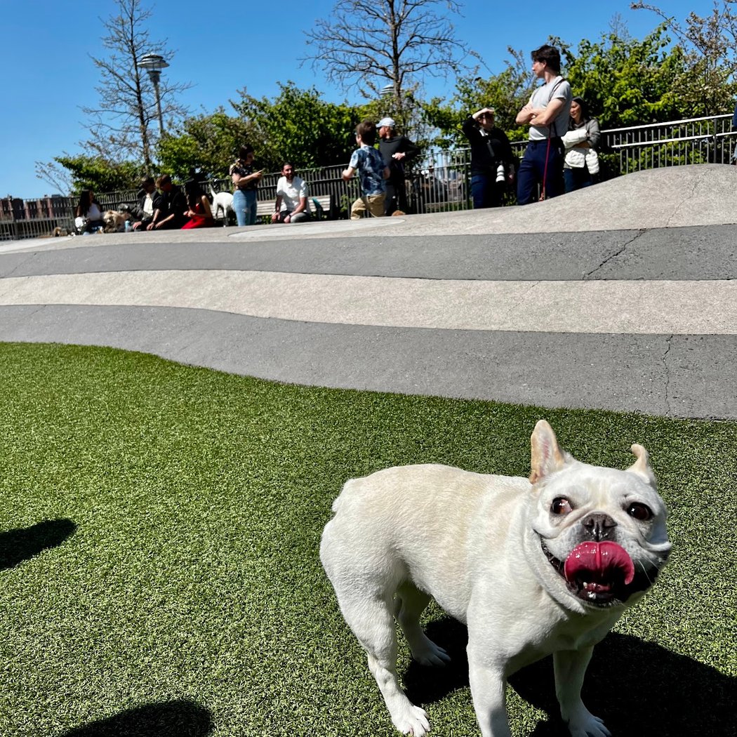 Domino Park Dog Run 1