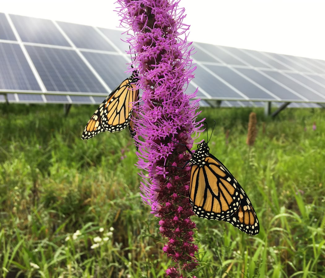 Pollinator Palooza 3