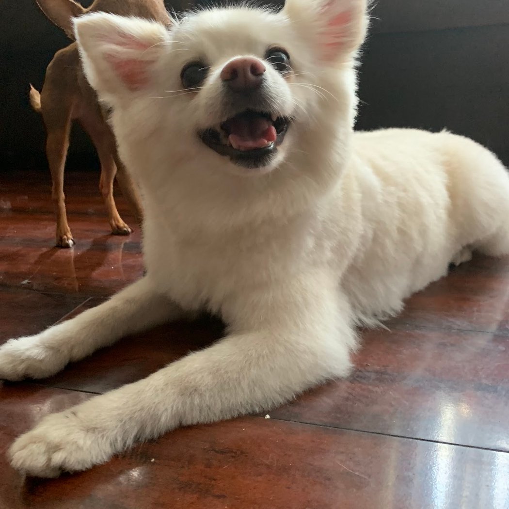 Happy Dog Spa 2