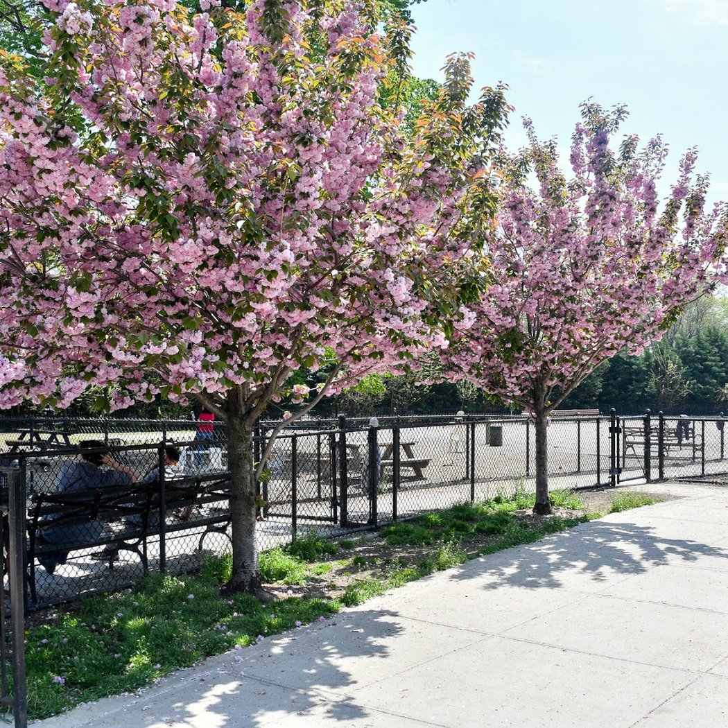 Dyker Beach Dog Run 1