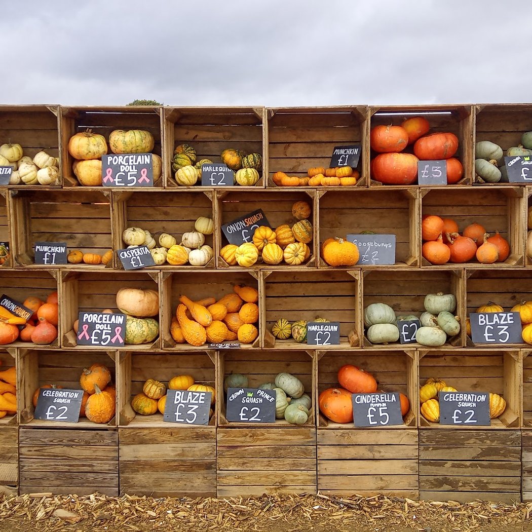 Rogate Pumpkin Patch 2