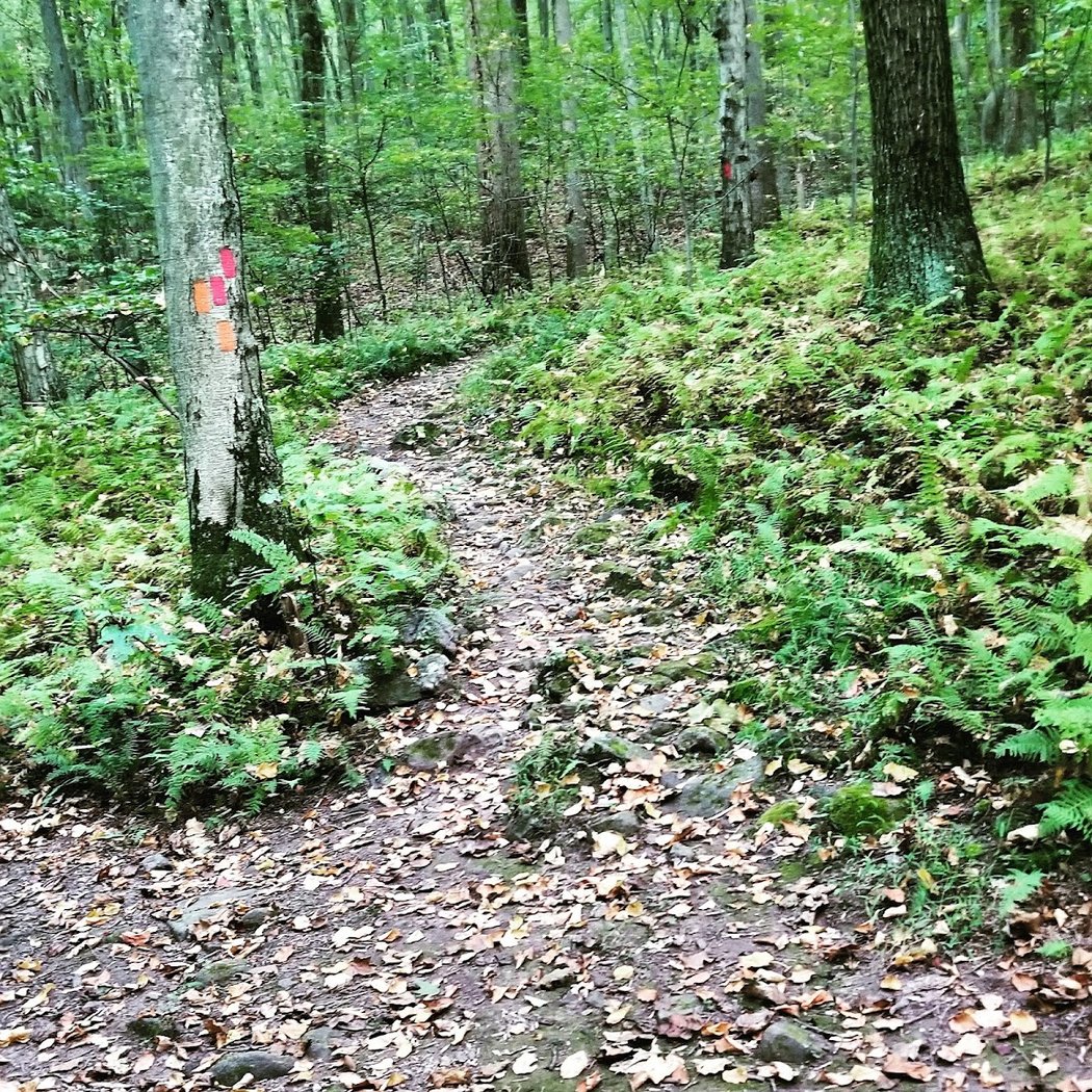 Step Into Summer: An Evening Nature Walk at Coventry Woods 1