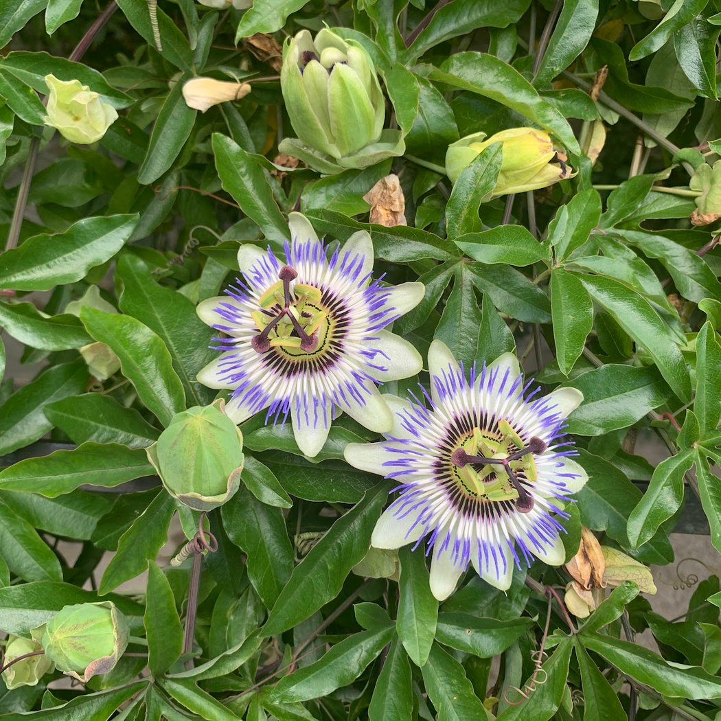 Jardin des Cinq Sens 3