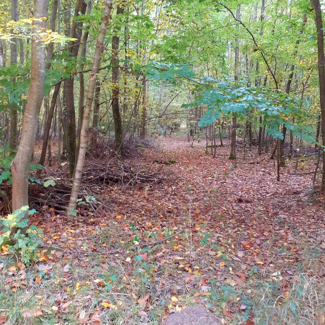 Forêt de Montceaux 3