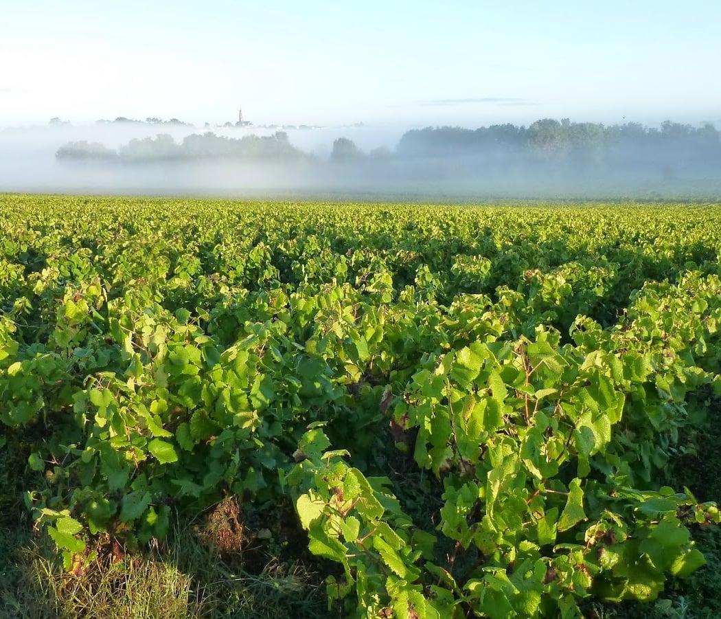 Domaine Haute Févrie 3